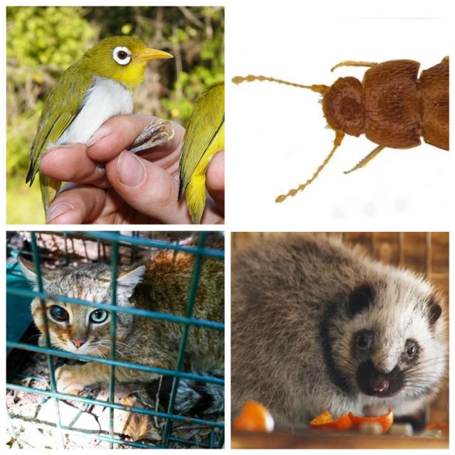 Новые виды животных, открытых в 2019 году
