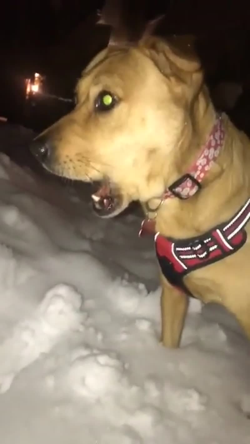 Пёсель впервые увидел снег