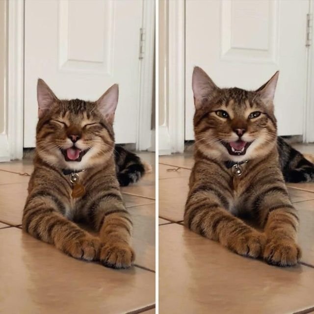 Любовь к братьям нашим меньшим