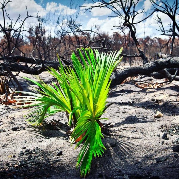 Природа Австралии начала восстанавливаться после пожаров