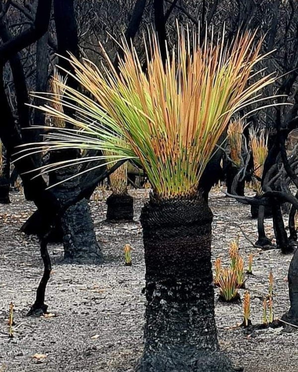 Природа Австралии начала восстанавливаться после пожаров