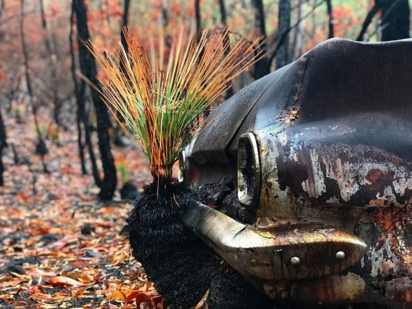 Ausztrália természete kezdi felépülni a tűzvészből