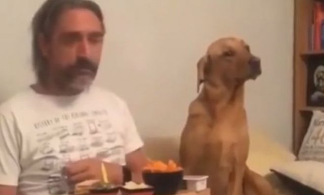 Собака делает вид, будто ее не заботит, что ест хозяин