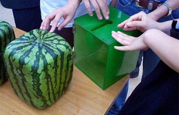 Квадратный арбуз