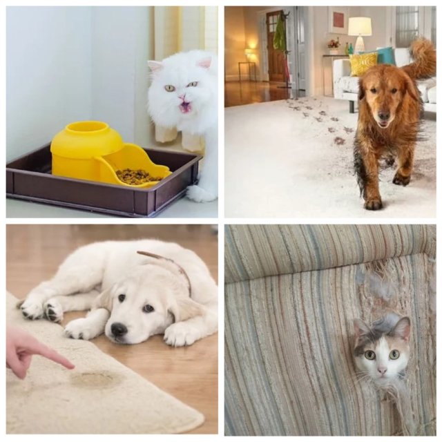 Как сохранить чистоту в доме, где живут домашние животные? (6 фото)