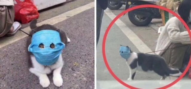 Кот, которого защитили от коронавируса маской, стал героем смешных фотожаб