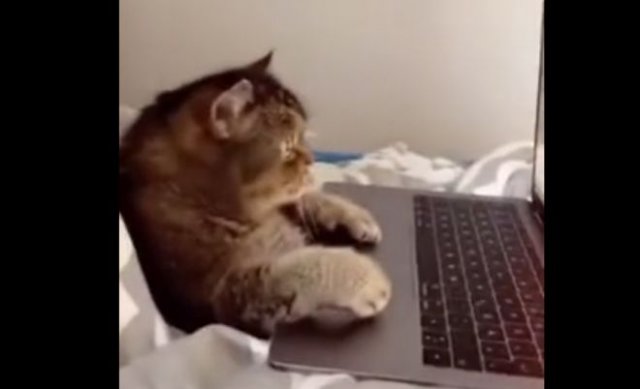 Кот смотрит видео про птичек