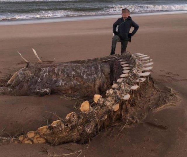 На берег Шотландии штормом вынесло скелет неизвестного существа