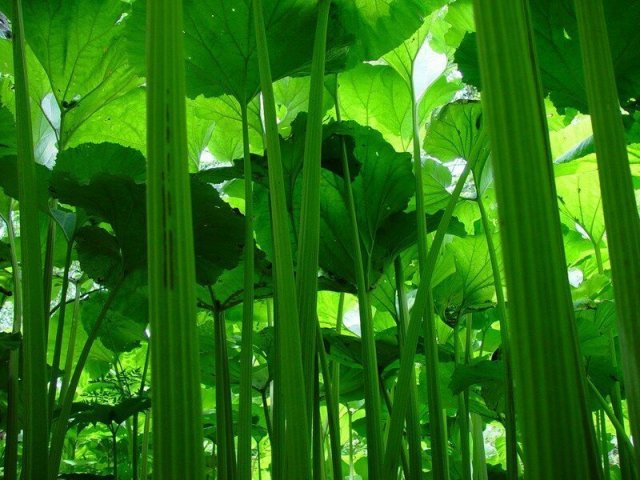 Сахалинская область — салат из стеблей лопуха по-сахалински