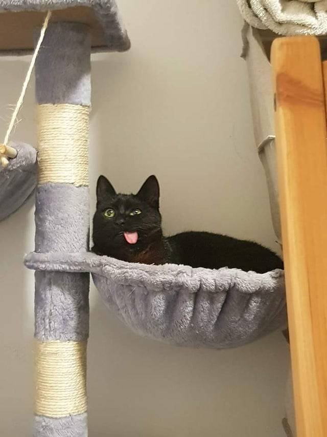 Черный кот показывает язык