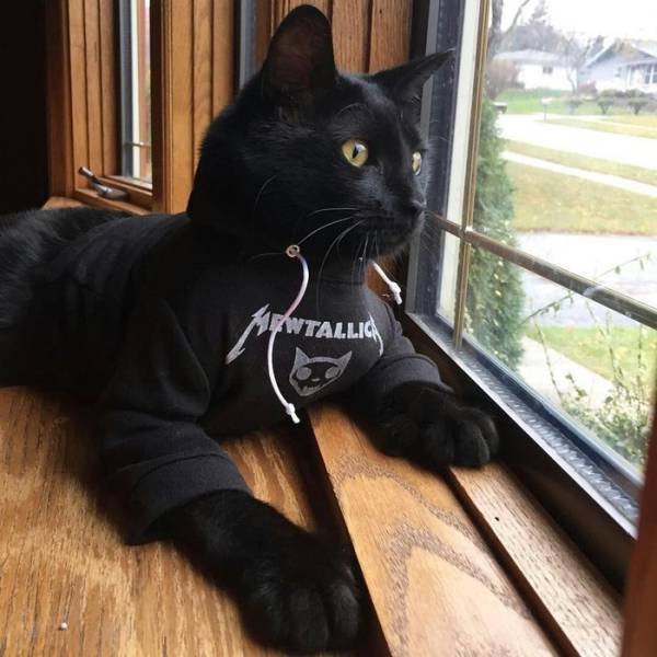 Кот в футболке Metallica