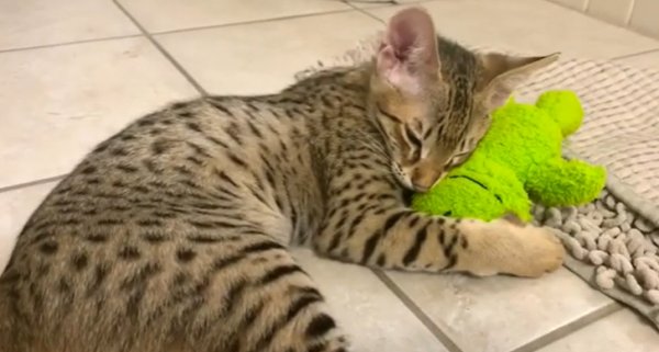 Кот спит с игрушкой