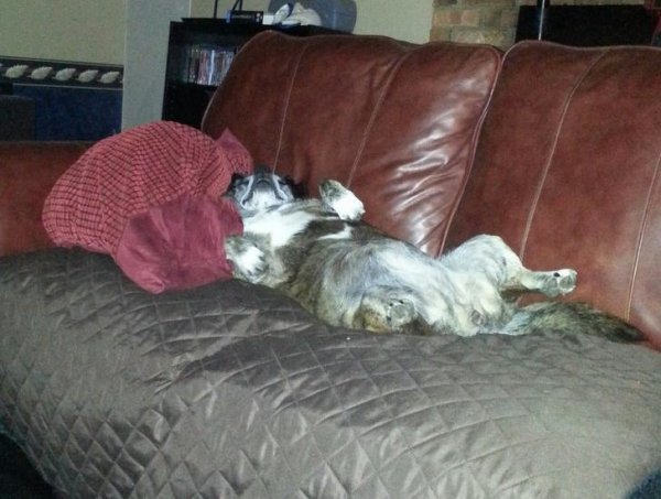 Собака спит на диване