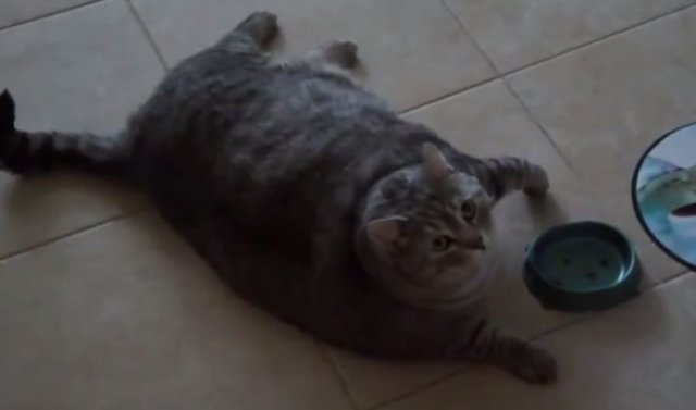 Жестокое обращение с толстым котом