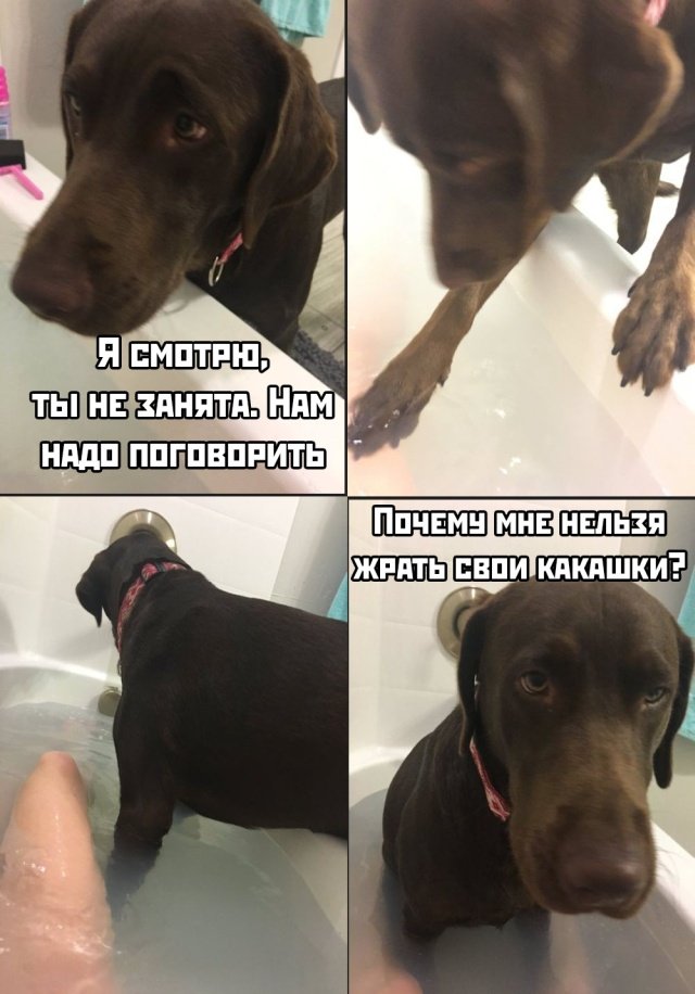Собака в ванне