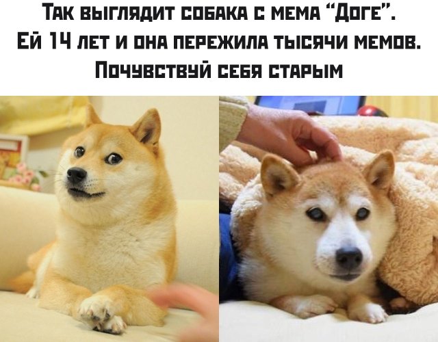Собака с мемов