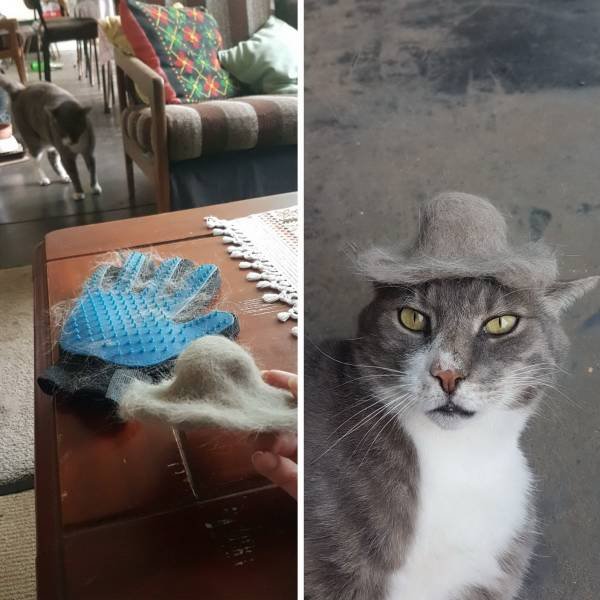 Кот в шляпе из шерсти
