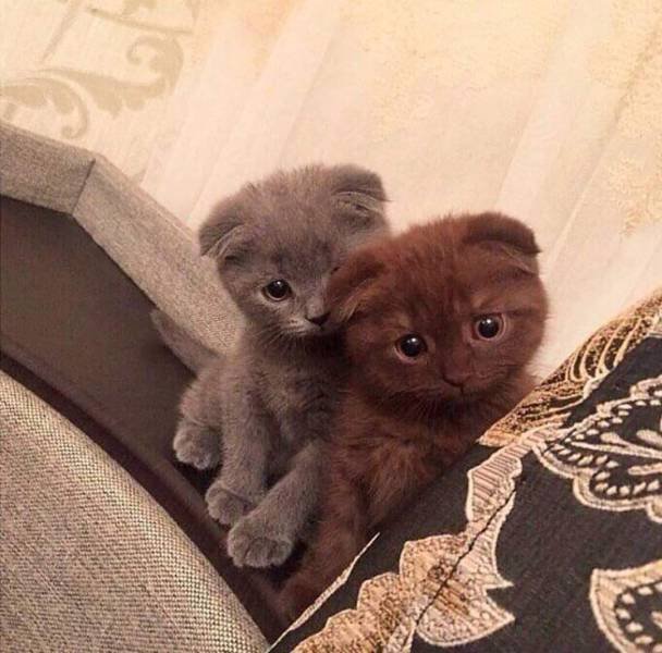 Котята