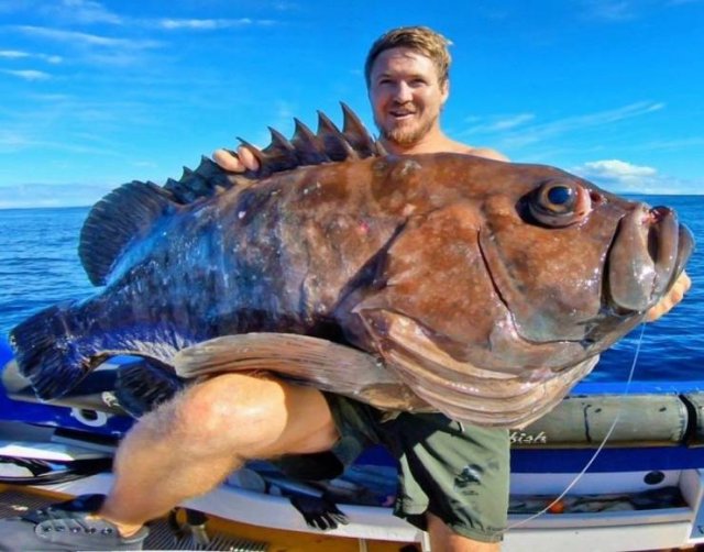 Огромный морской окунь