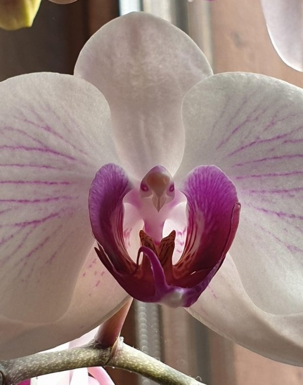 Орхидея, похожая на экзотическую птицу