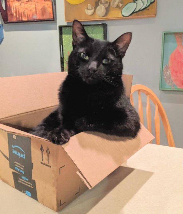 Черный кот в коробке