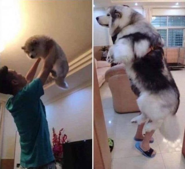 Собака тогда и сейчас