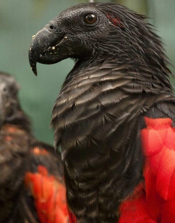 Пернатый граф Дракула - самый мрачный и зловещий попугай из Папуа-Новой Гвинеи (10 фото)
