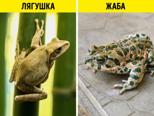 Жабы