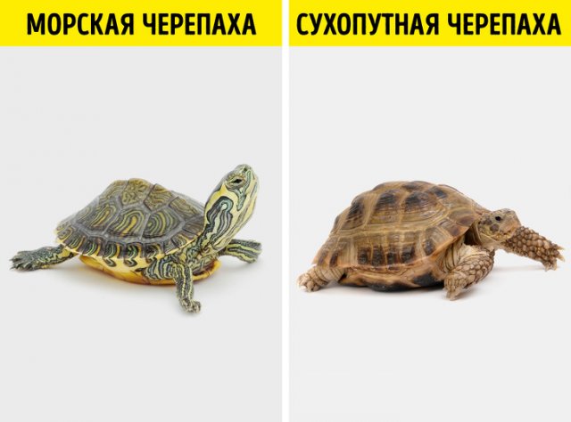 Черепахи