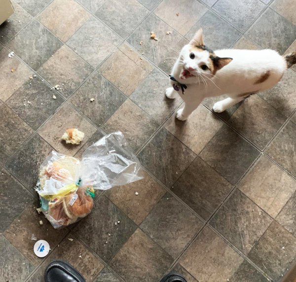 Кот порвал пакет с хлебом