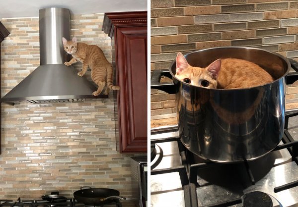Рыжий кот на кухне