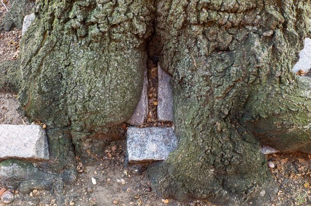 Голодное дерево в Ирландии