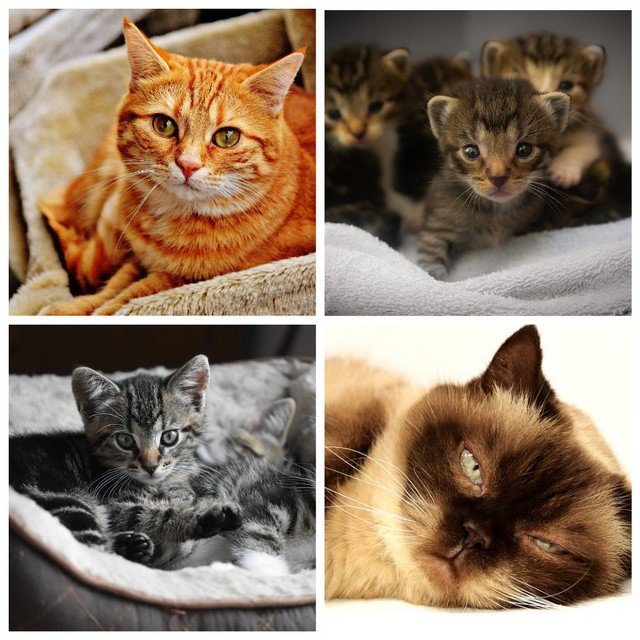 Как рожают кошки и воспитывают котят (7 фото)