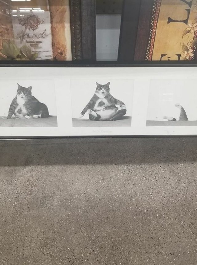 Триптих с падающим котом