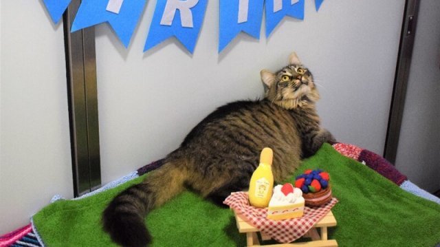 Сотрудники приюта устроили праздник одинокой кошке, к которой никто не пришел