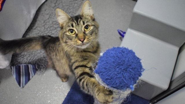 Сотрудники приюта устроили праздник одинокой кошке, к которой никто не пришел