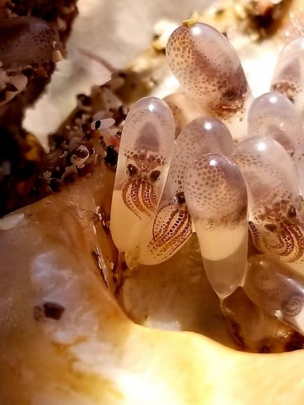Морская раковина с маленькими осьминогами внутри