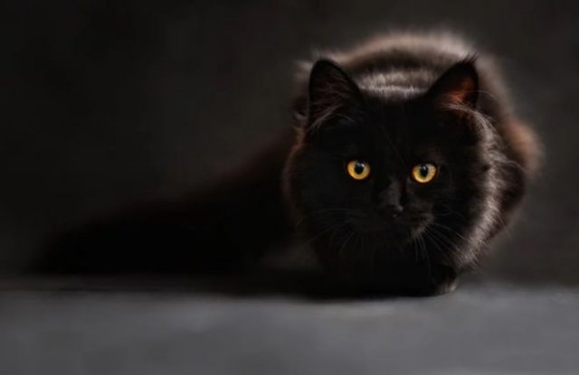 Бумажки и коты