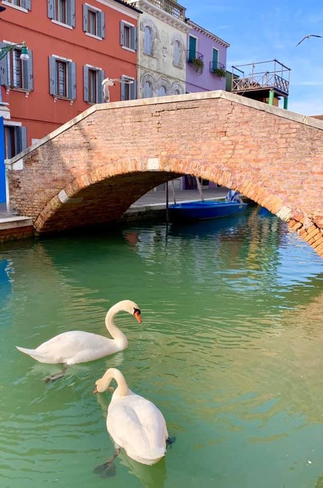 Чистая вода в Венеции и лебеди в каналах