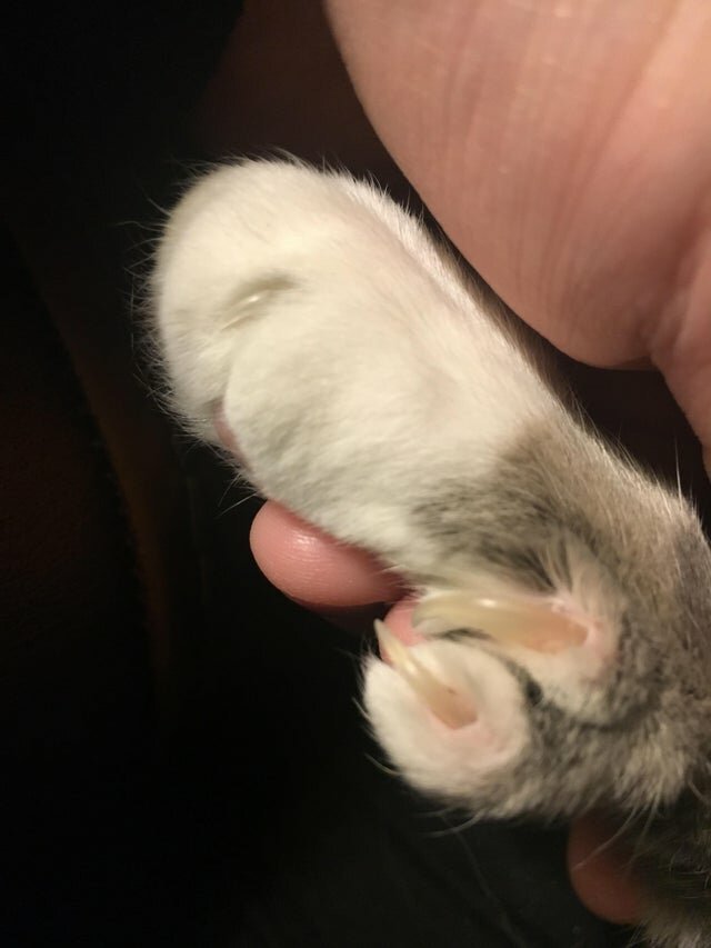 У кота два больших пальца