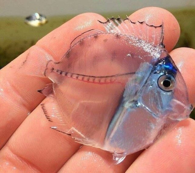 Прозрачная рыба-хирург