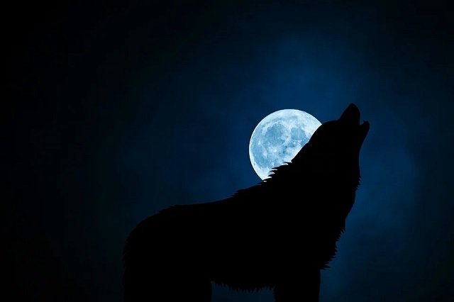 Волки воют только на луну