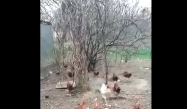 курицы на карантине