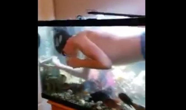 плавает в аквариуме