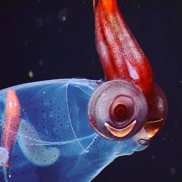 Планктонный кальмар Taonius Borealis
