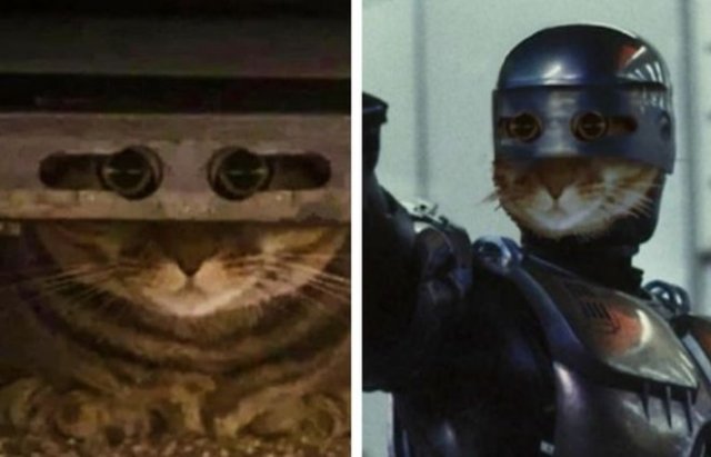 Кот просто посмотрел в камеру через отверстия и сразу же стал героем мемов