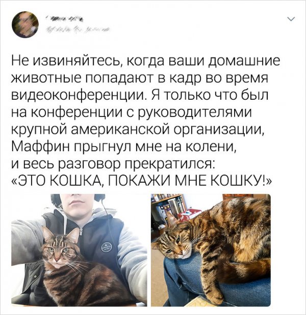 Всем нужны кошки