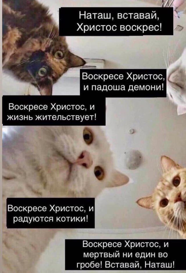 Печенеги, половцы, слабый рубль - что волнует котов и Наташу в 2020 году