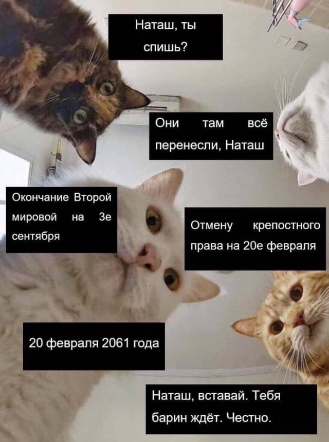 Печенеги, половцы, слабый рубль - что волнует котов и Наташу в 2020 году