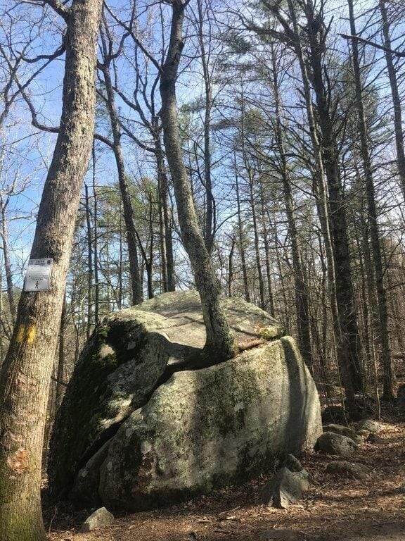 Дерево проросло через камень
